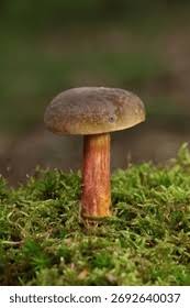 Attēlu rezultāti vaicājumam “Xerocomus pruinatus”