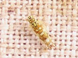 Attēlu rezultāti vaicājumam “Eupteryx vittata”