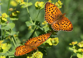Attēlu rezultāti vaicājumam “Brenthis daphne underside”