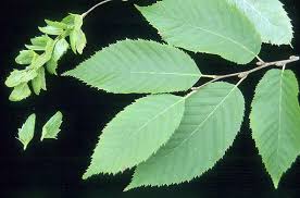 Attēlu rezultāti vaicājumam “Carpinus”