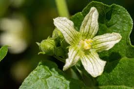 Attēlu rezultāti vaicājumam “Bryonia alba bud”