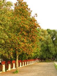 Attēlu rezultāti vaicājumam “Sorbus aucuparia”