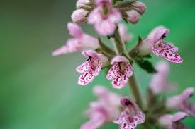 Attēlu rezultāti vaicājumam “Leonurus quinquelobatus flower”