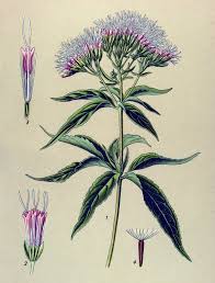 Image result for Eupatorium cannabinum