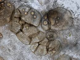 Attēlu rezultāti vaicājumam “Lycogala cf. fossiculatum young”