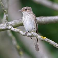 Attēlu rezultāti vaicājumam “Muscicapa striata adult”