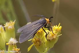 Attēlu rezultāti vaicājumam “Juncus bufonius bud”