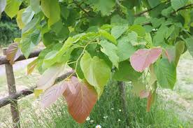 Attēlu rezultāti vaicājumam “Tilia x moltkei leaf”