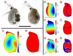 Attēlu rezultāti vaicājumam “Utricularia x neglecta”