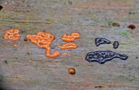 Attēlu rezultāti vaicājumam “Enteridium liceoides”