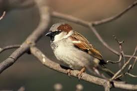 Image result for Passer domesticus