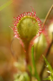 Attēlu rezultāti vaicājumam “Drosera x obovata”
