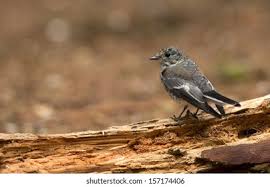 Attēlu rezultāti vaicājumam “Ficedula hypoleuca”