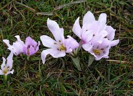 Attēlu rezultāti vaicājumam “Colchicum szovitsii subsp. szovitsii flower”