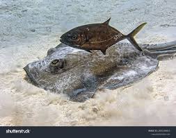 Image result for Hypanus americanus