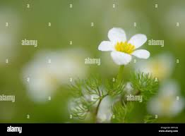 Attēlu rezultāti vaicājumam “Batrachium circinatum leaf”