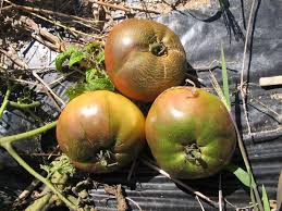 Afbeeldingsresultaat voor prudence purple tomato