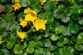 Image result for Lysimachia nummularia