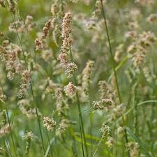 Attēlu rezultāti vaicājumam “Dactylis polygama”