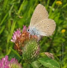 Attēlu rezultāti vaicājumam “Cyaniris semiargus underside”
