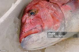 Image result for Lutjanus campechanus