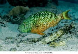 Image result for Sparisoma rubripinne