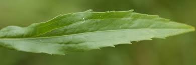 Attēlu rezultāti vaicājumam “Solidago canadensis leaf”