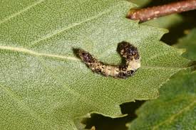 Attēlu rezultāti vaicājumam “Falcaria lacertinaria”