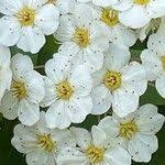 Attēlu rezultāti vaicājumam “Spiraea chamaedryfolia flower”