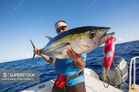 Image result for Thunnus albacares