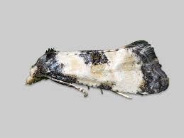 Attēlu rezultāti vaicājumam “Cochylis dubitana”