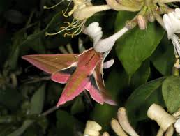 Attēlu rezultāti vaicājumam “Deilephila elpenor imago”