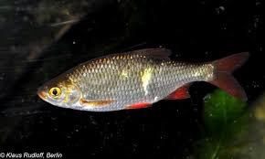 Attēlu rezultāti vaicājumam “Leuciscus idus”