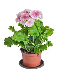 Image result for Primula obconica
