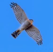 Attēlu rezultāti vaicājumam “Accipiter nisus”