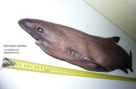 Image result for Somniosus pacificus