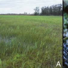 Attēlu rezultāti vaicājumam “Calliergon megalophyllum”
