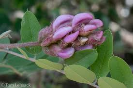 Attēlu rezultāti vaicājumam “Robinia neomexicana”