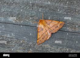 Attēlu rezultāti vaicājumam “Colotois pennaria”