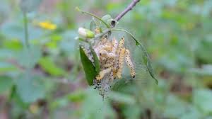 Attēlu rezultāti vaicājumam “Yponomeuta malinellus / cagnagella imago”