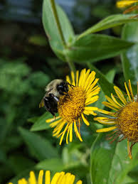 Attēlu rezultāti vaicājumam “Inula britannica flower”