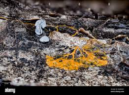 Attēlu rezultāti vaicājumam “Symphytocarpus flaccidus plasmodium”