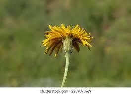 Attēlu rezultāti vaicājumam “Leontodon hispidus flower”