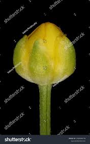 Attēlu rezultāti vaicājumam “Ranunculus repens flower”