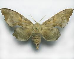 Attēlu rezultāti vaicājumam “Laothoe amurensis”