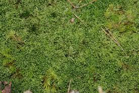 Attēlu rezultāti vaicājumam “Hypnum jutlandicum”