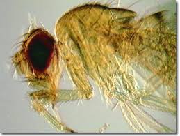 Attēlu rezultāti vaicājumam “Drosophila melanogaster”