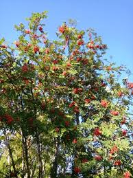 Attēlu rezultāti vaicājumam “Sorbus”