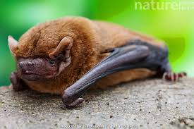 Attēlu rezultāti vaicājumam “Nyctalus noctula”