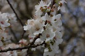 Attēlu rezultāti vaicājumam “Prunus cerasifera flower”